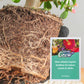 💥Last Day Promotion 49%OFF💥 Slow-Release Organic Fertilizer In Stick Form For Indoor Plants(BUY 5 GET 10 FREE)