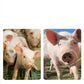 Pig Catching Loop
