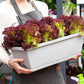 Rectangular Lazy Plastic Flower Pot, Suitable For Home Balcony