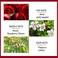 Midnight Rose Perfume