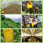 High-Adhesive Yellow Sticky Traps for Flying Pests