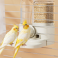 2-in-1 Automatic Bird Feeder and Waterer for Cage