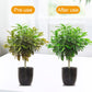 Universal Nutrient Solution for Plants